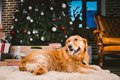Hund liegt vor Weihnachtsbaum