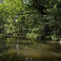 Bäume ragen über großen Teich © Museumsinsel Hombroich