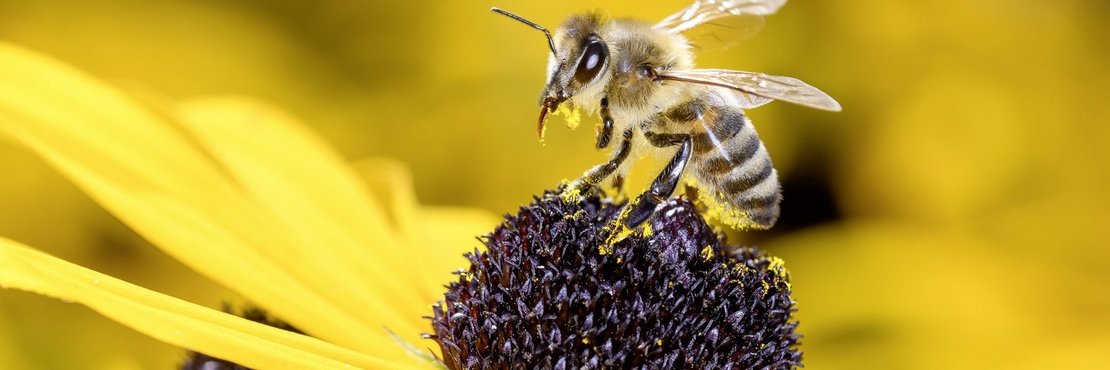Eine Biene auf einer Blüte.
