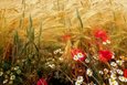 Das Bild zeigt ein Getreidefeld, dominiert von goldgelbem Getreide. Dazwischen wachsen rote Mohnblumen und weiße Gänseblümchen. Die Farben sind warm und leuchtend, der Gesamteindruck ist friedlich und harmonisch.  Das Bild wirkt durch die unterschiedlichen Höhen der Pflanzen und die sanften Bewegungen des Getreides dynamisch, aber auch ruhig und idyllisch.
