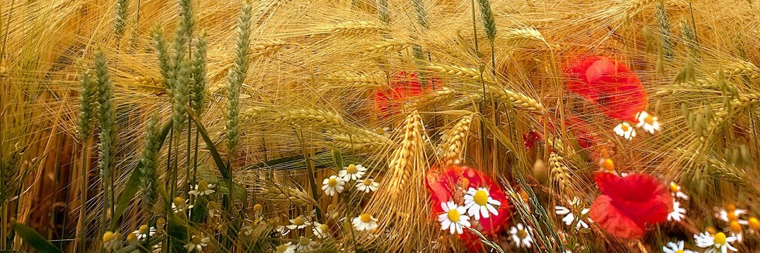 Das Bild zeigt ein Getreidefeld, dominiert von goldgelbem Getreide. Dazwischen wachsen rote Mohnblumen und weiße Gänseblümchen. Die Farben sind warm und leuchtend, der Gesamteindruck ist friedlich und harmonisch.  Das Bild wirkt durch die unterschiedlichen Höhen der Pflanzen und die sanften Bewegungen des Getreides dynamisch, aber auch ruhig und idyllisch.