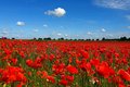 Ein Meer aus Klatschmohn in Kleinenbroich