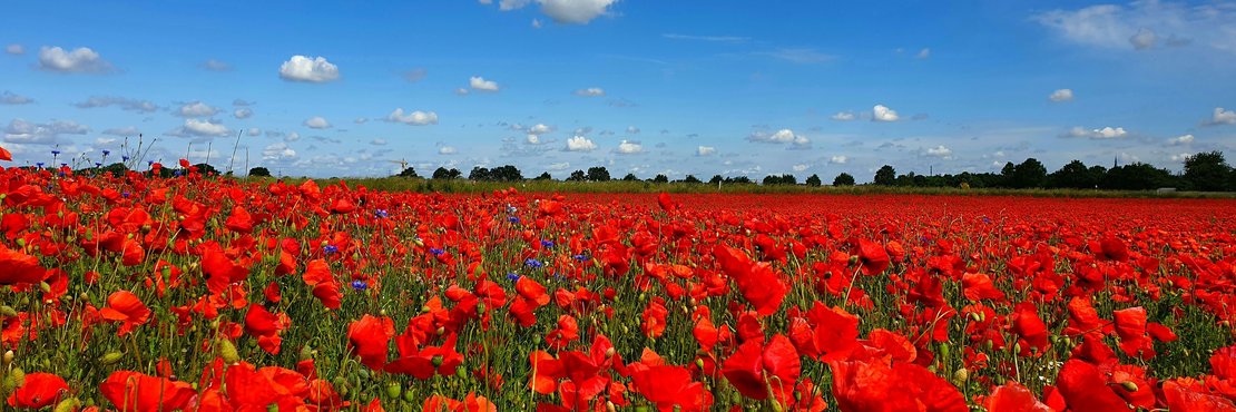 Ein Meer aus Klatschmohn in Kleinenbroich