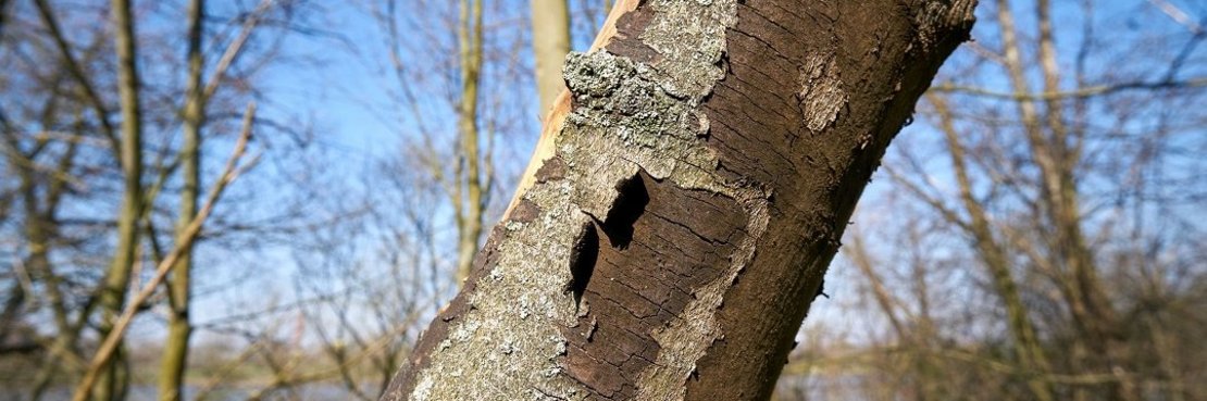 Baum mit Rußrinden-Krankheit