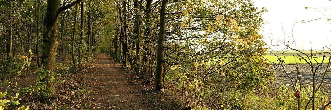 Waldweg