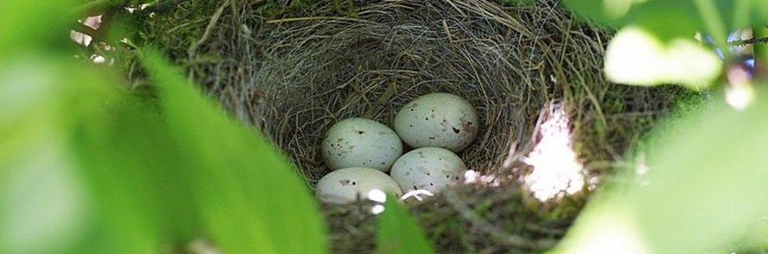 Vogelnest mit Eiern