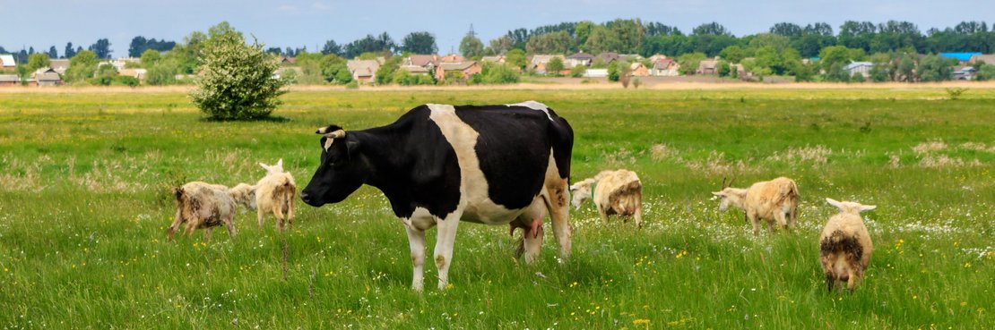 Wiese mit Rind und Schafen