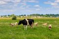 Wiese mit Rind und Schafen