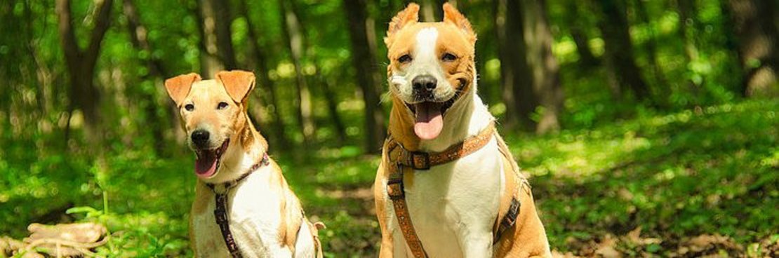 Hunde im Wald