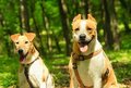 Hunde im Wald