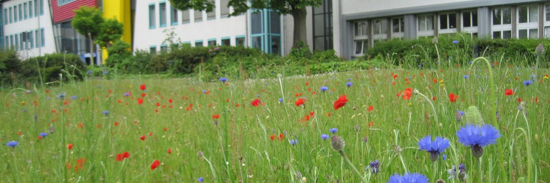 Nahaufnahme einer Blumenwiese vor dem Kreishaus in Grevenbroich