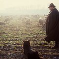Schafe und Hirte in Rommerskirchen © Rhein-Kreis Neuss