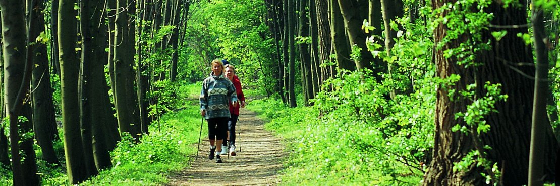 Waldweg mit Spaziergängern