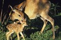 Reh mit Rehkitz im Wald