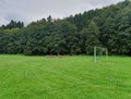 Sicht auf die Wiese des Platzes, Fußballtor und Feuerstelle