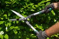 Eine Hecke wird mit Heckenschere geschnitten