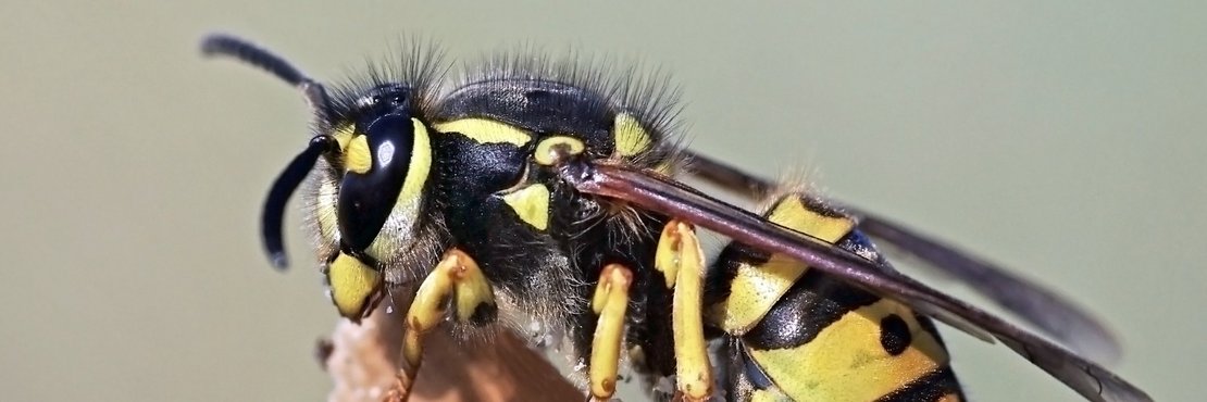 Eine Wespe sitzt auf einem Stück Holz.