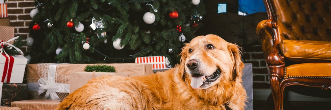 Hund liegt vor Weihnachtsbaum