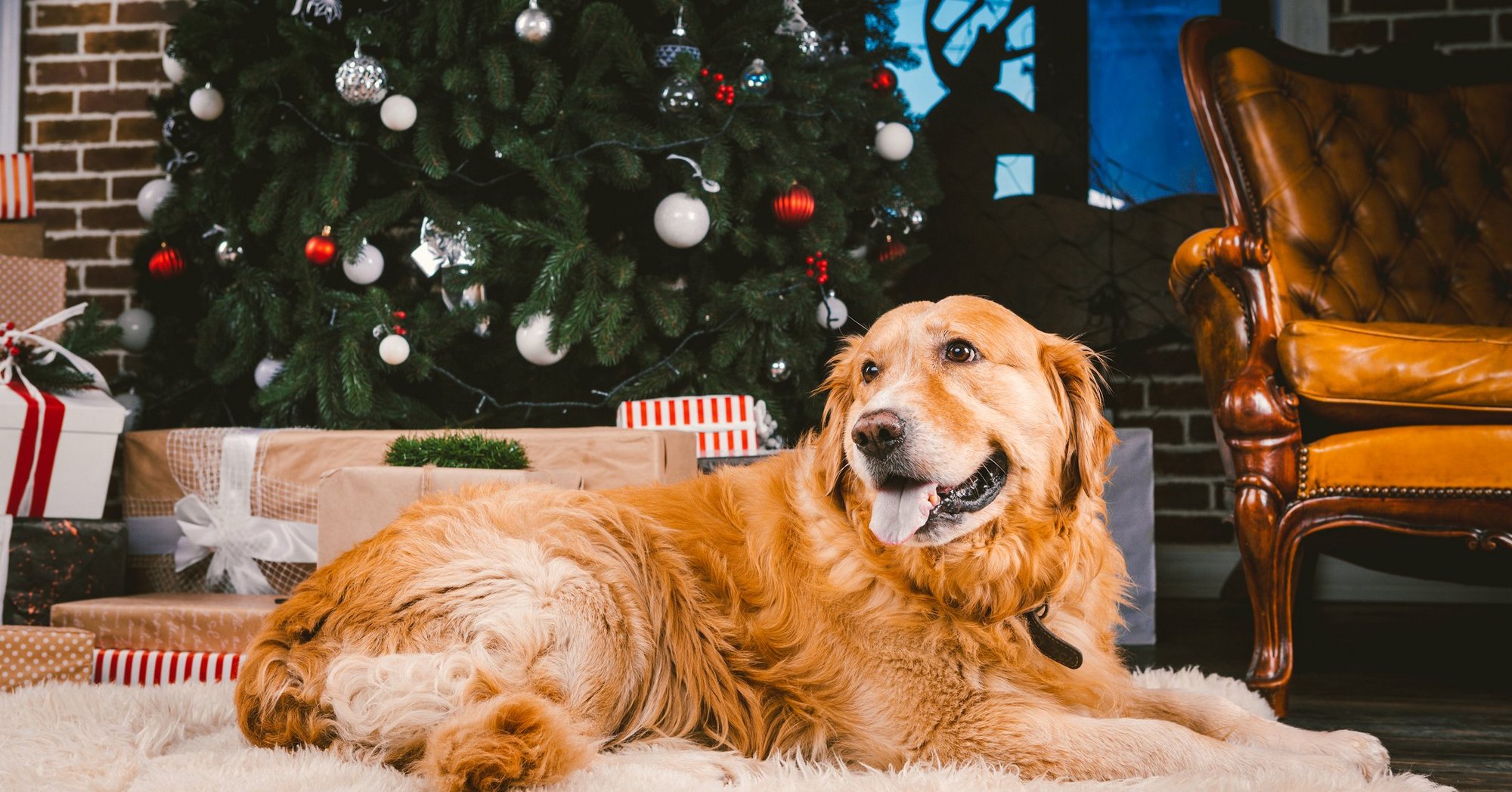 Rhein Kreis Neuss Kreisveterinaramt Empfiehlt Haustiere Nicht Zu Weihnachten Verschenken
