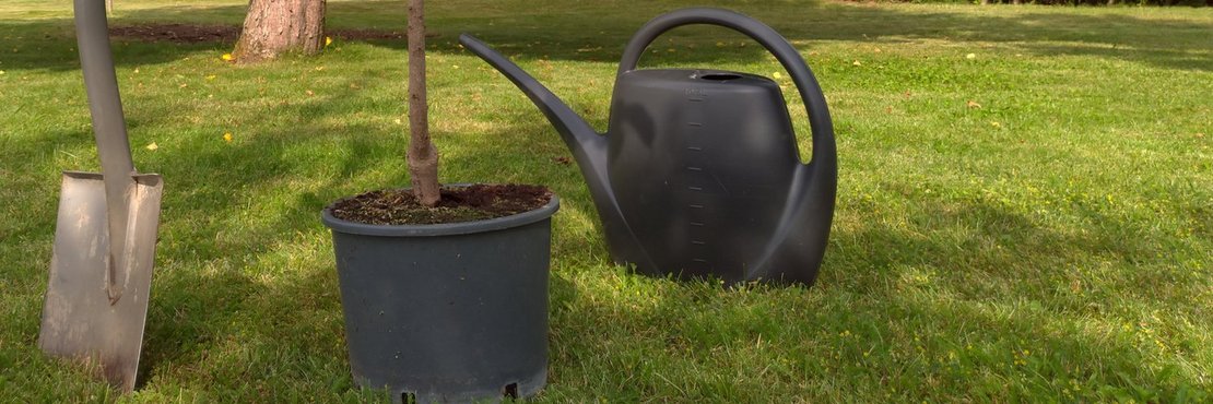 Symbolbild: junger Baum mit Spaten und Gießkanne