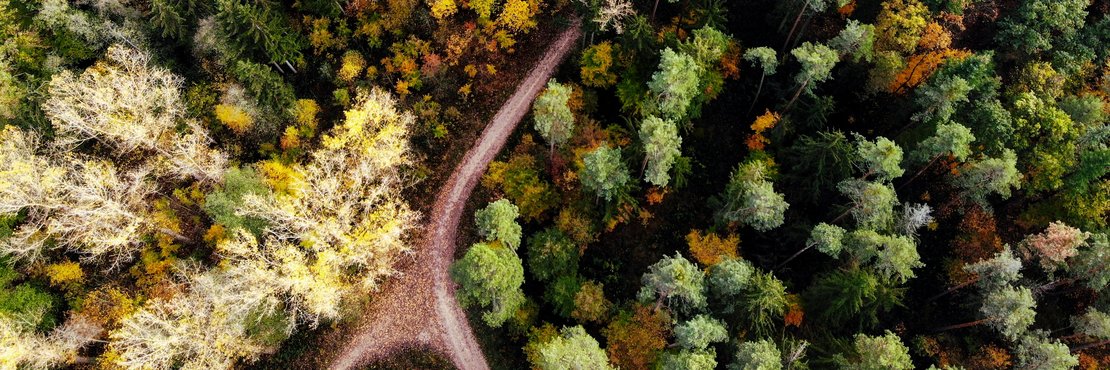 Wald mit schmalem Weg von oben