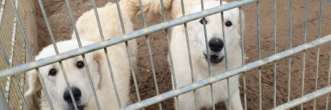 Zwei Hunde hinter einem Gitter