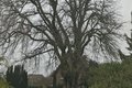 Eine Linde auf einem Friedhof in Hochneukirch