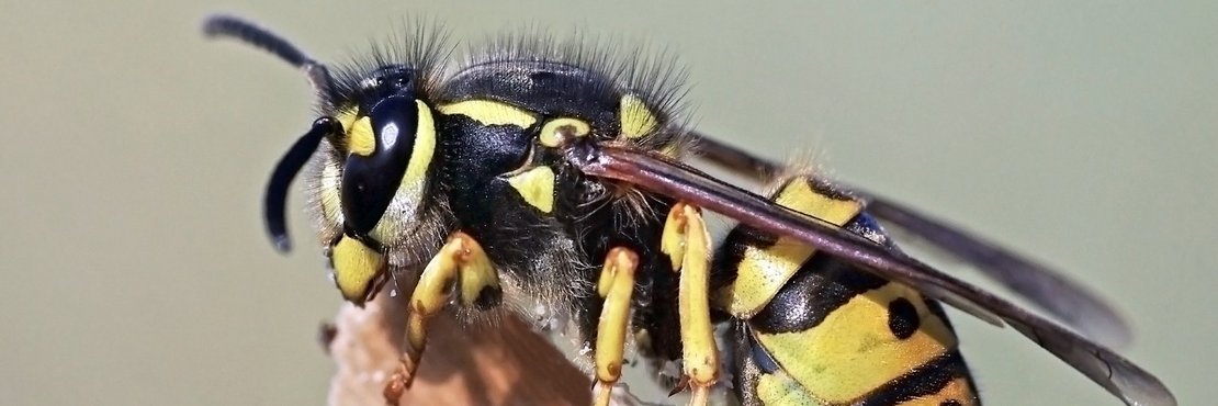 Eine gewöhnliche Wespe auf einem Stock. Eine Nahaufnahme.