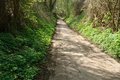 Waldweg